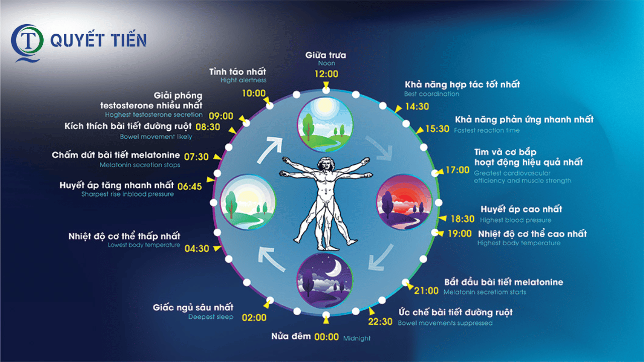 Vai trò của ánh sáng tác động đến nhịp sinh học con người